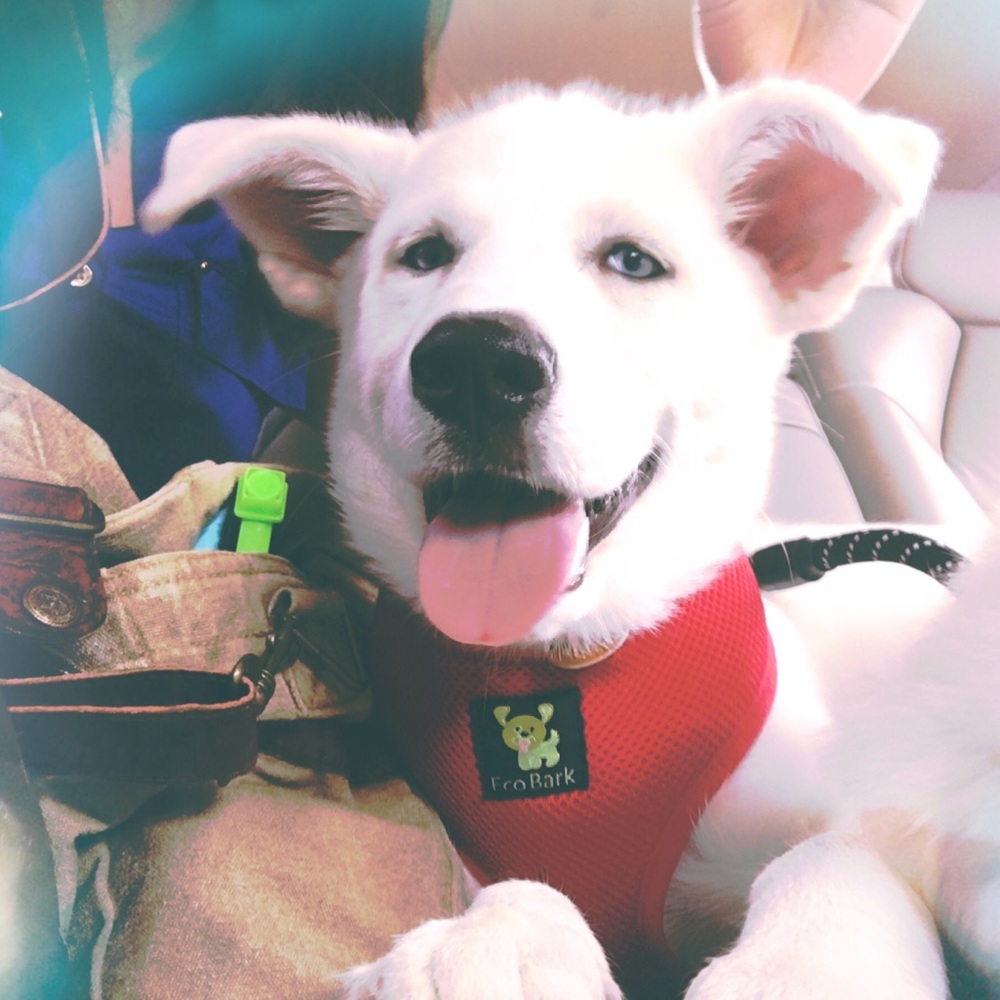 Meet your Posher, Amanda